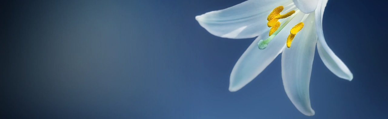 White lilies